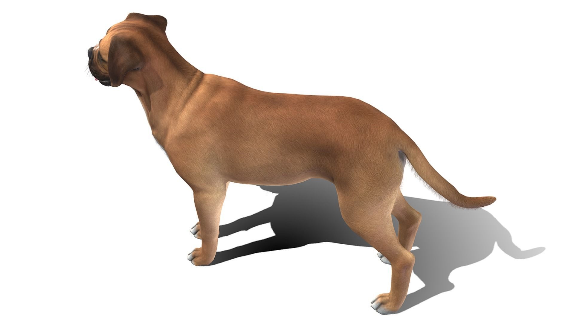 Dog - Boxer Low-poly 3D model_4