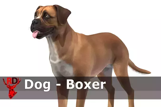 Dog - Boxer Low-poly 3D model
