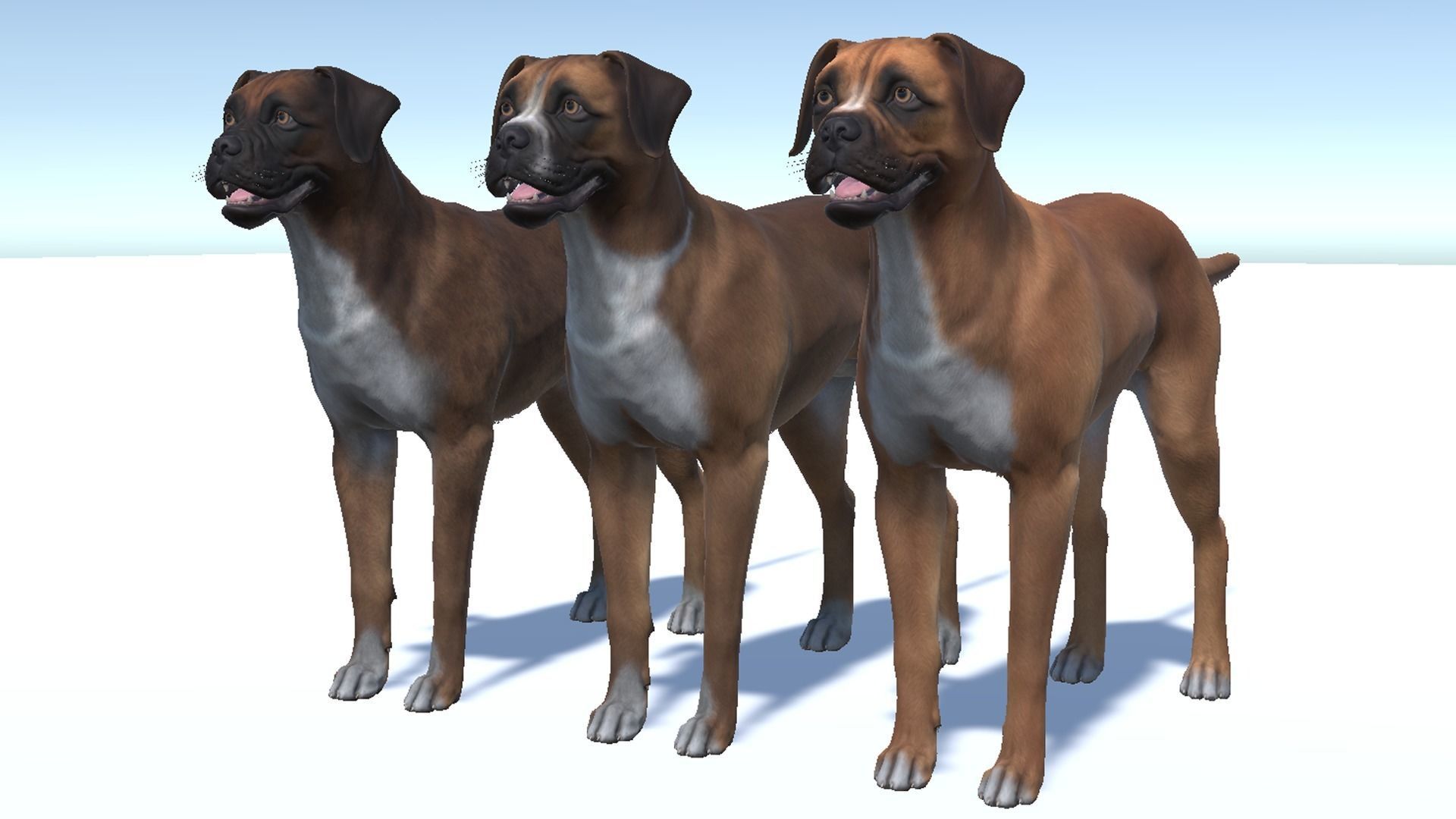 Dog - Boxer Low-poly 3D model_9