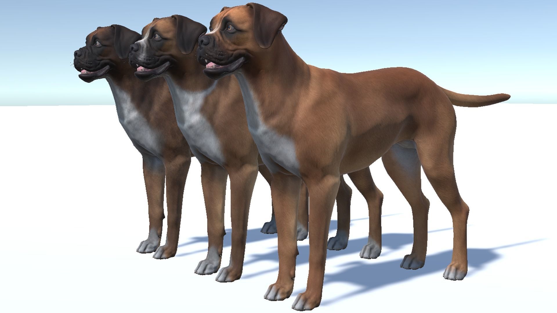 Dog - Boxer Low-poly 3D model_8