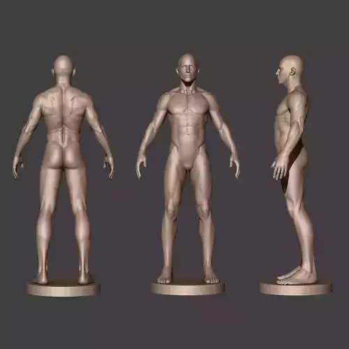 Male Anatomy