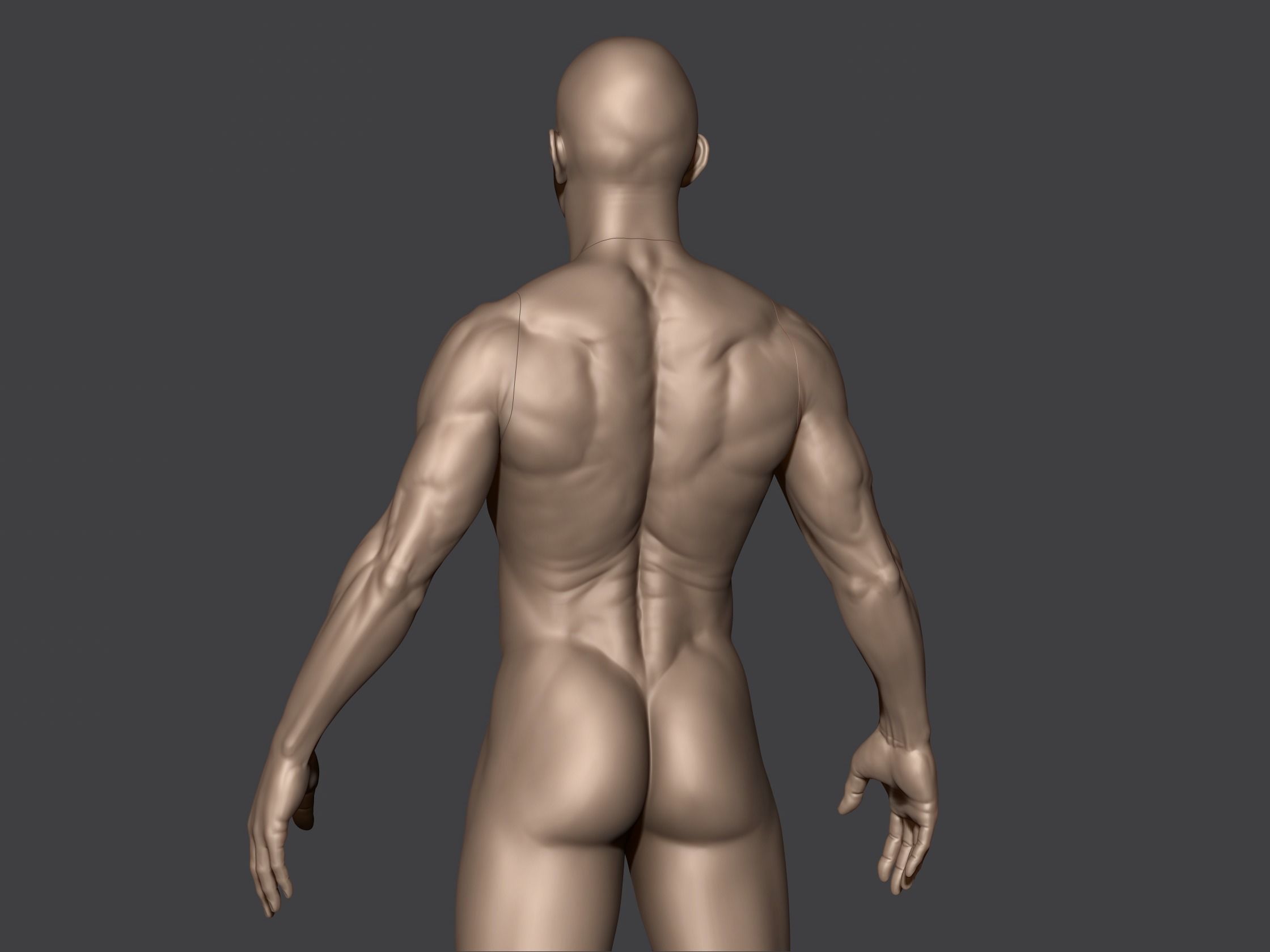Male Anatomy 3D print model_6