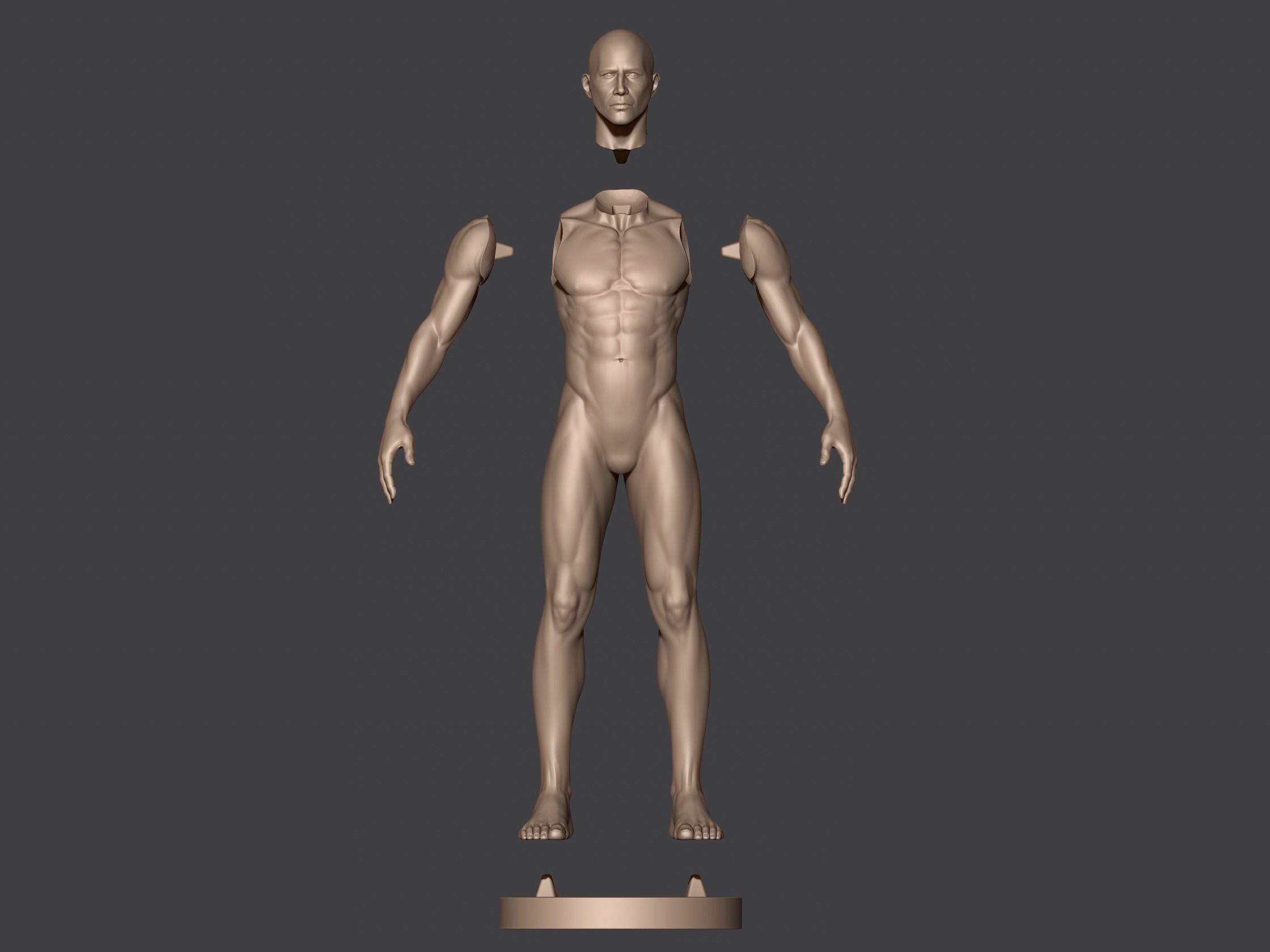 Male Anatomy 3D print model_8
