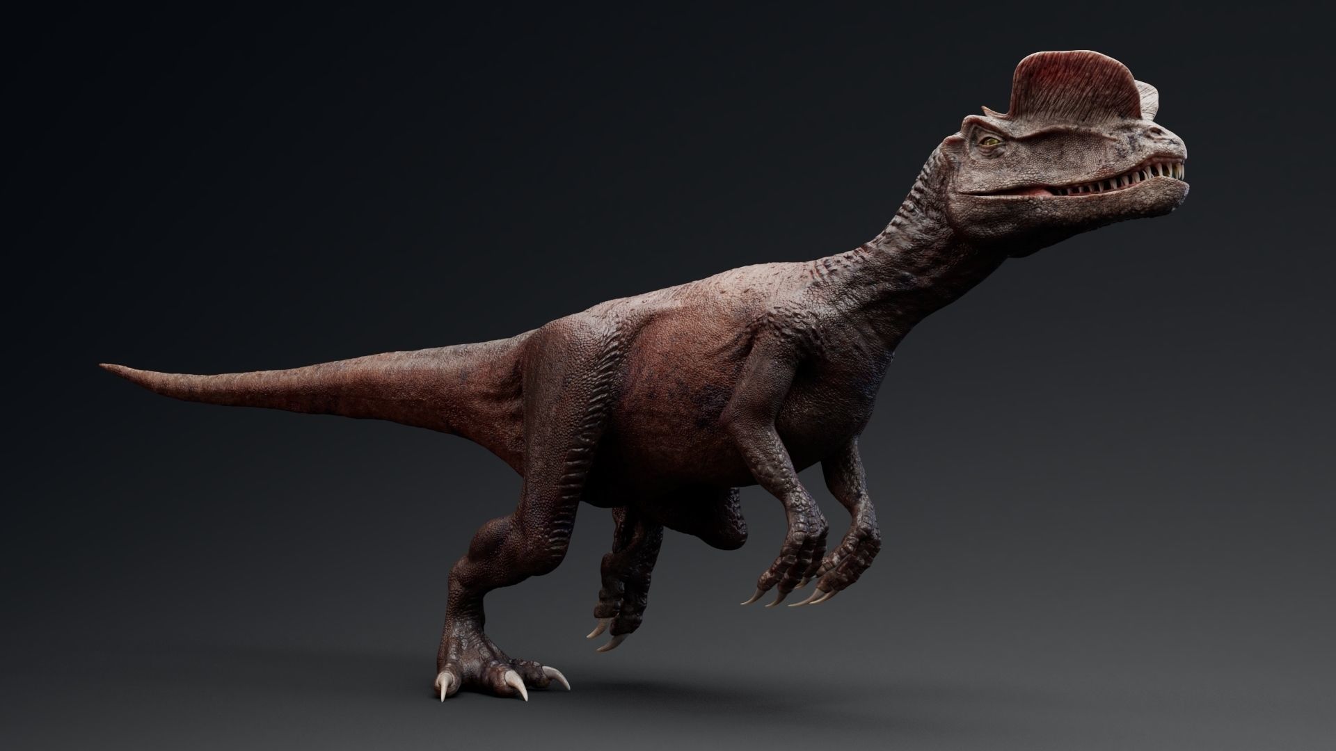Dinosaur Dilophosaurus Low-poly 3D model_29