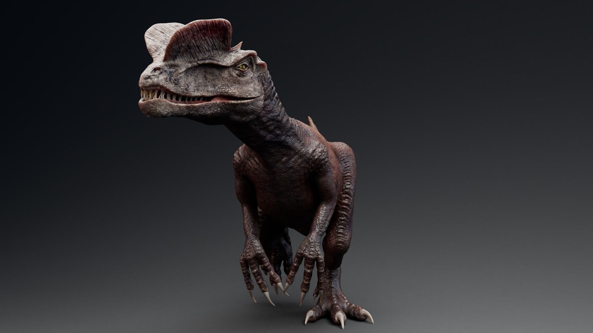 Dinosaur Dilophosaurus Low-poly 3D model_33
