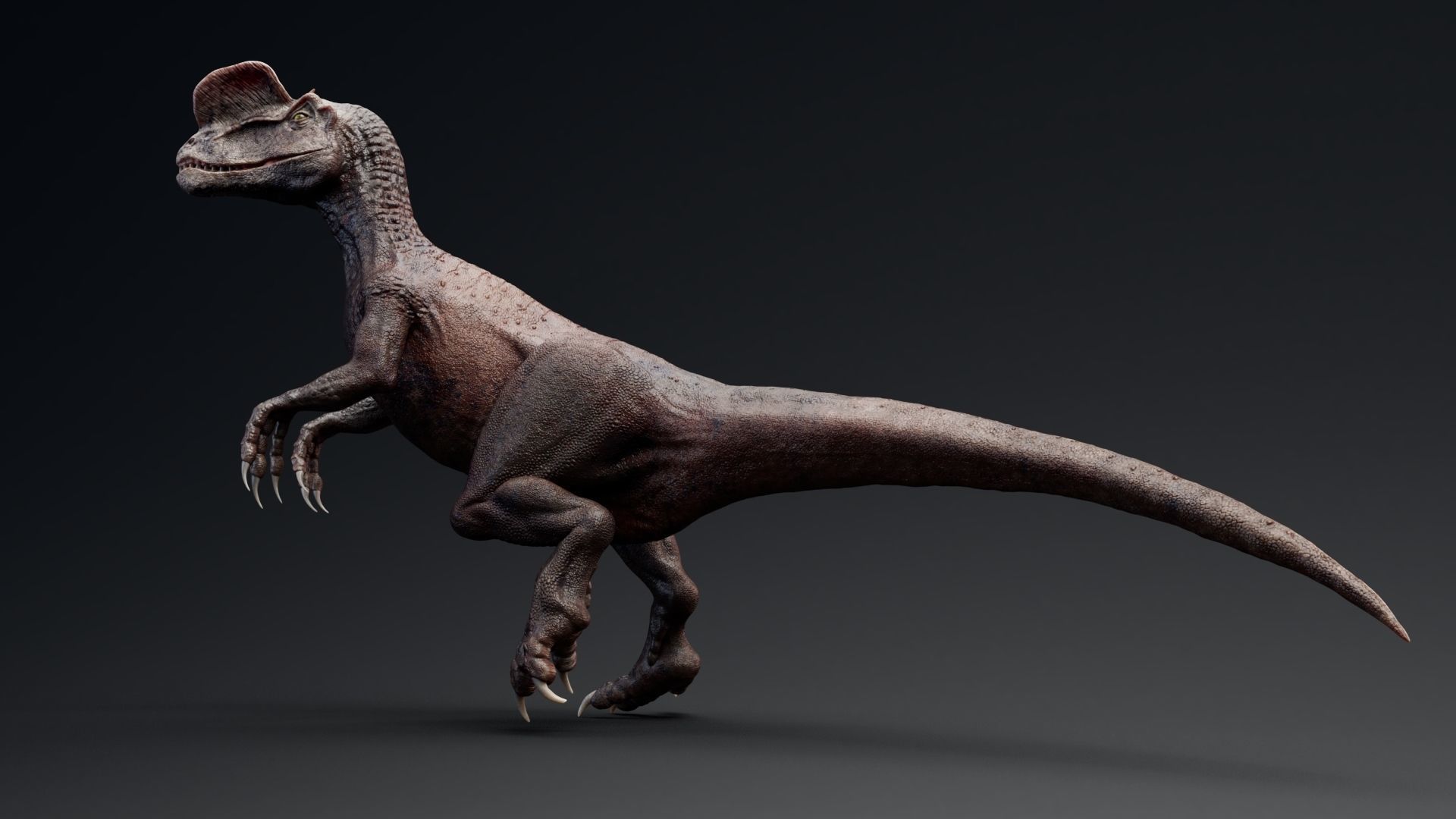 Dinosaur Dilophosaurus Low-poly 3D model_21