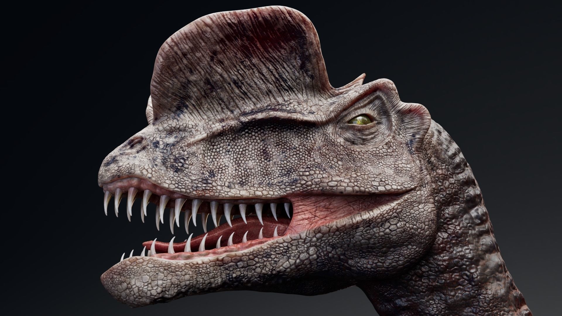 Dinosaur Dilophosaurus Low-poly 3D model_20