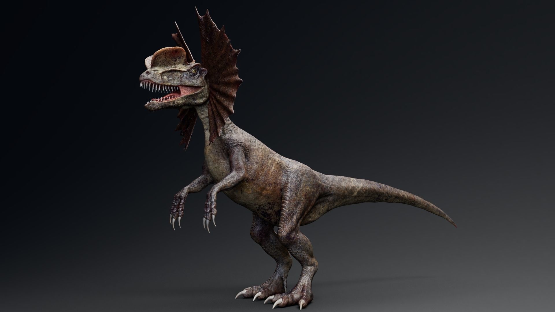 Dinosaur Dilophosaurus Low-poly 3D model_9