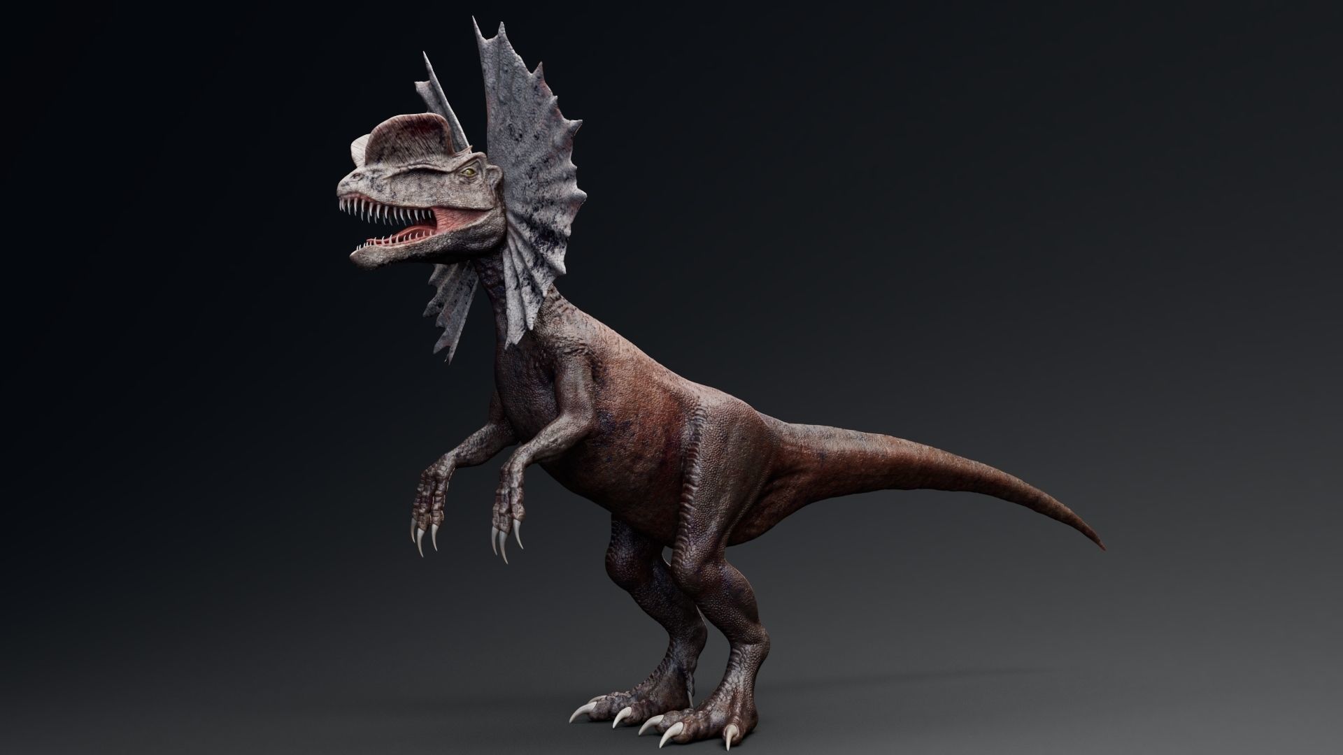 Dinosaur Dilophosaurus Low-poly 3D model_5