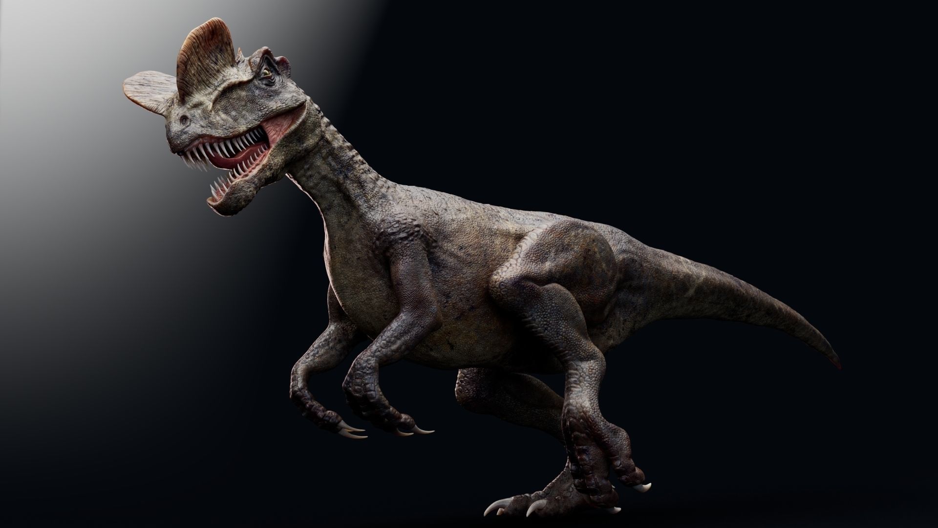 Dinosaur Dilophosaurus Low-poly 3D model_27