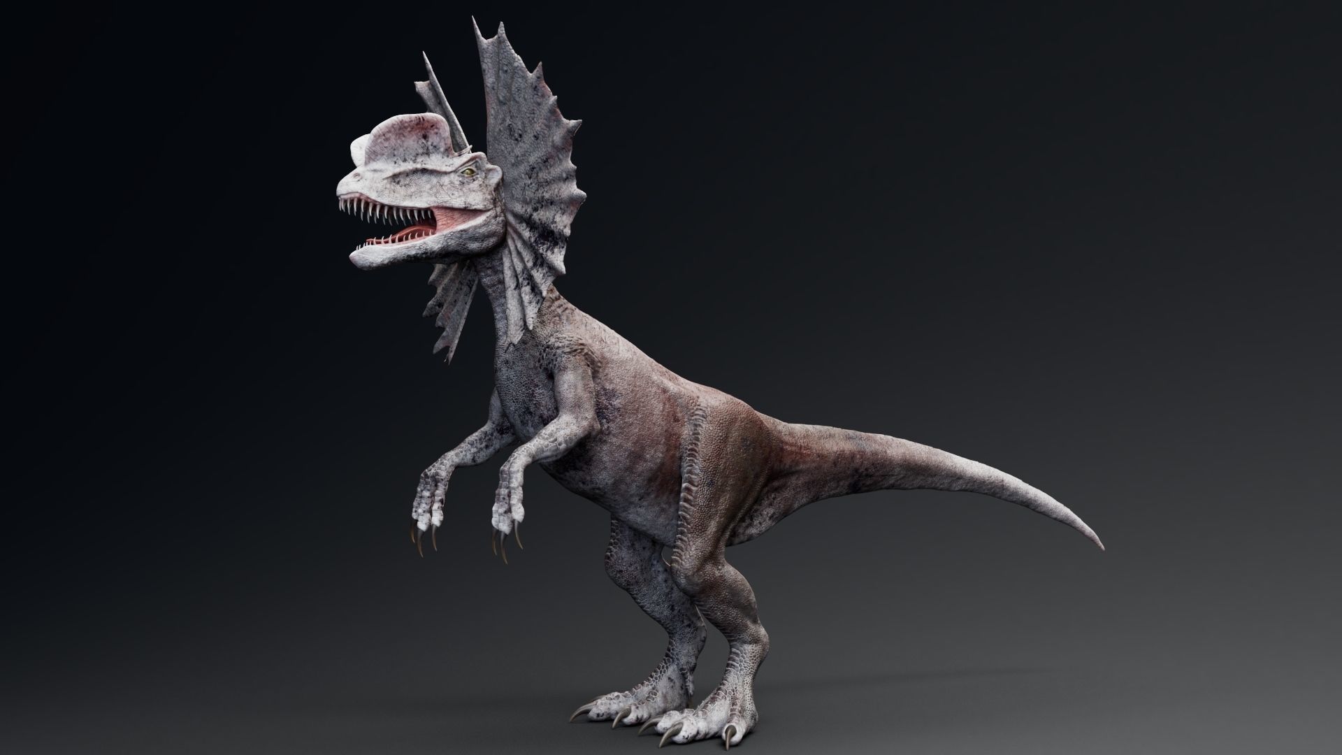 Dinosaur Dilophosaurus Low-poly 3D model_6