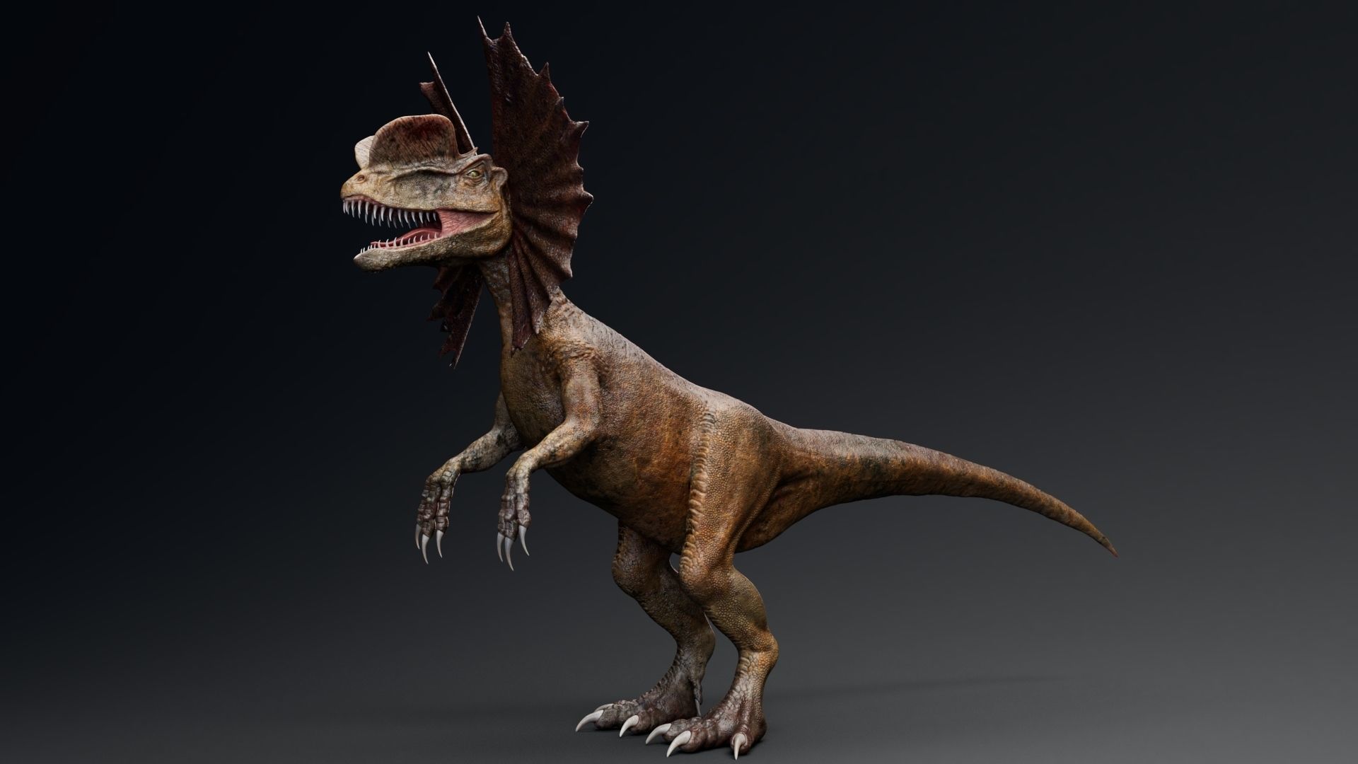 Dinosaur Dilophosaurus Low-poly 3D model_8