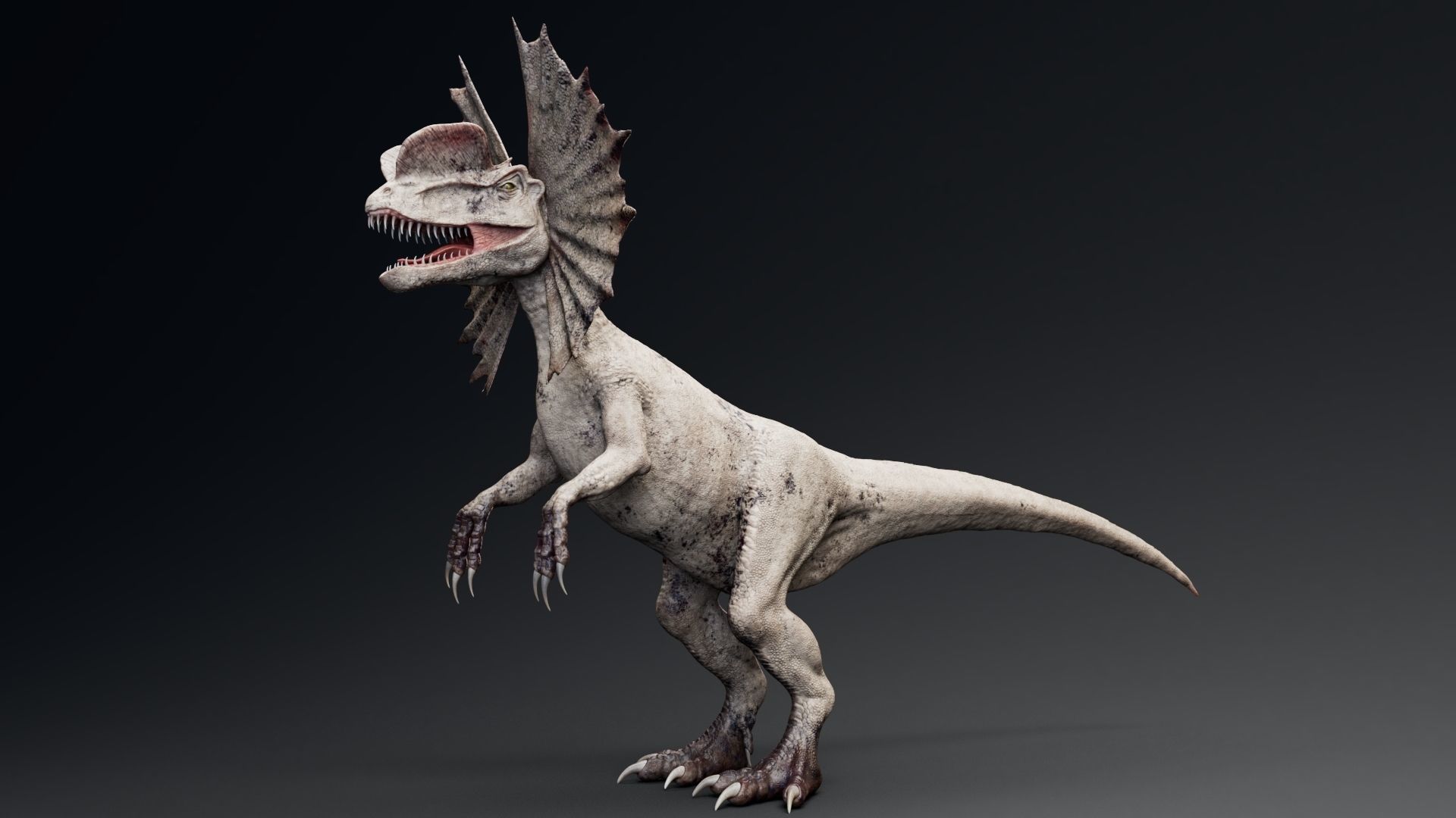 Dinosaur Dilophosaurus Low-poly 3D model_7