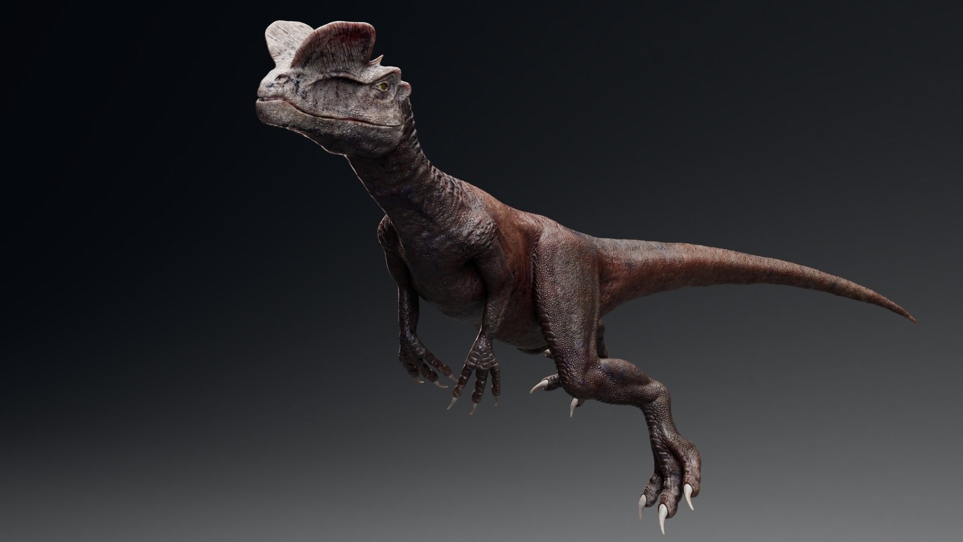 Dinosaur Dilophosaurus Low-poly 3D model_34