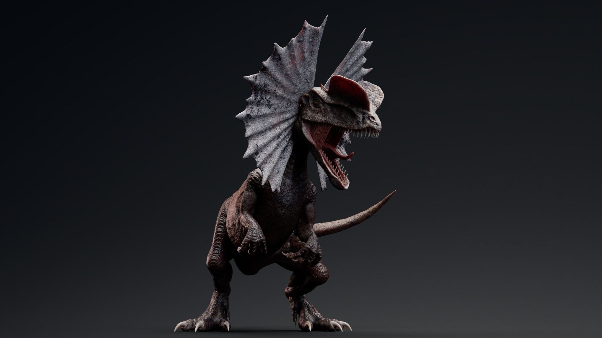 Dinosaur Dilophosaurus Low-poly 3D model_12