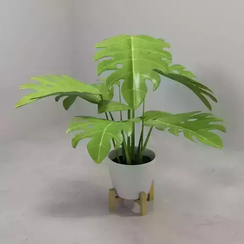 Monstera plant in modern Pot 3D model