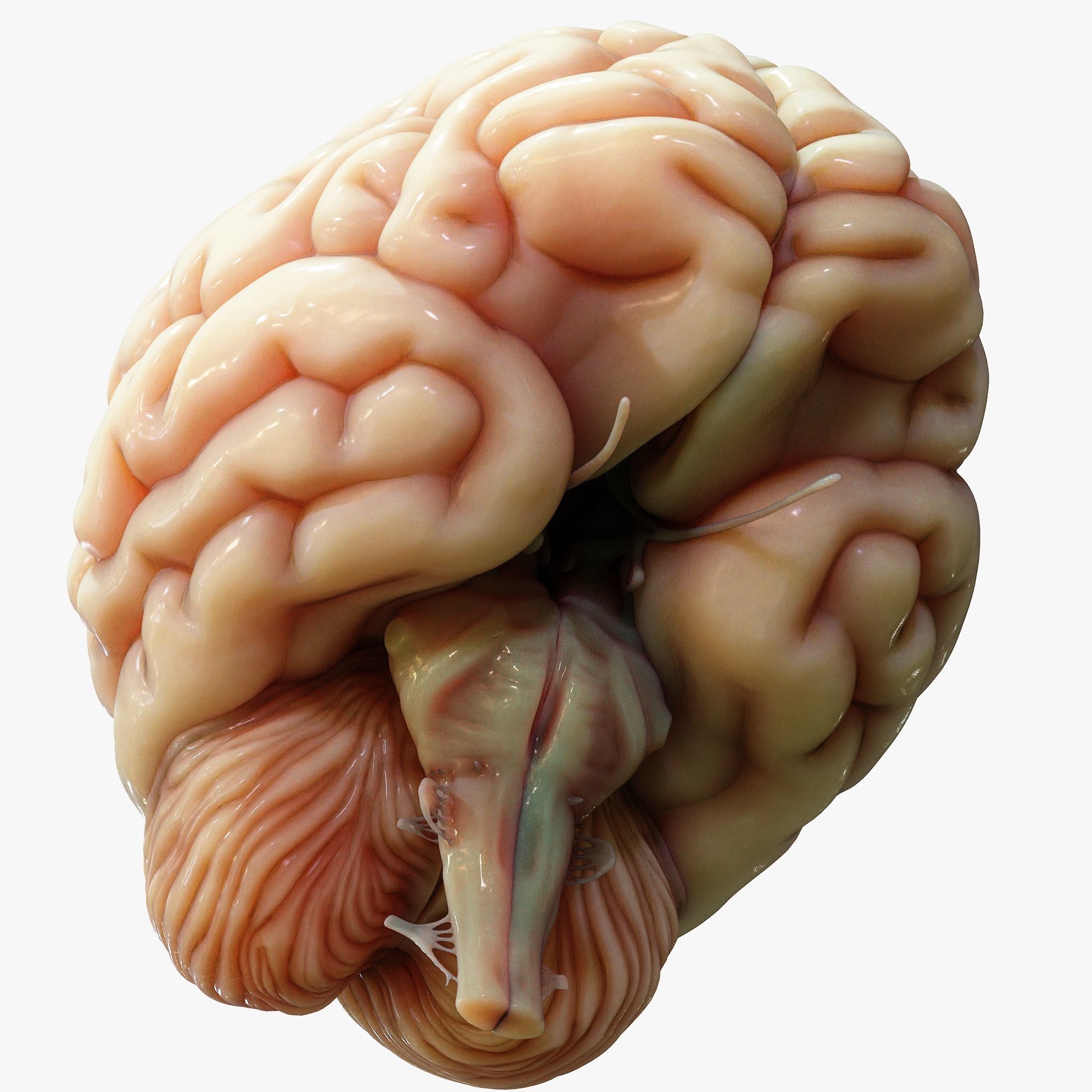 Human Brain Cross Section Anatomy  3D model_7