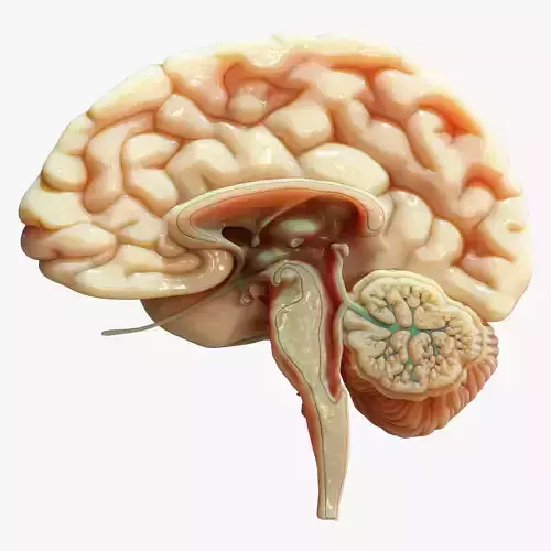Human Brain Cross Section Anatomy  3D model