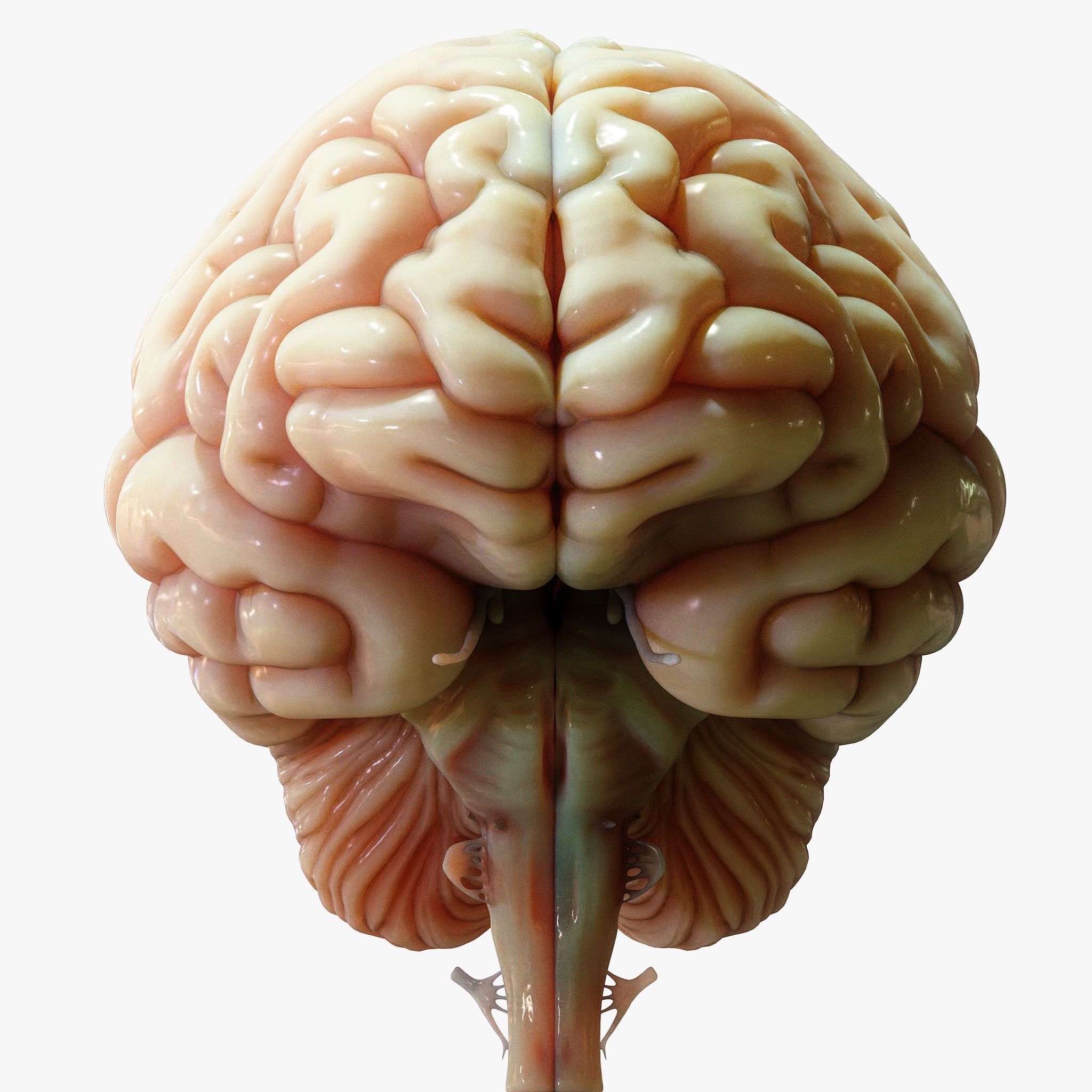 Human Brain Cross Section Anatomy  3D model_6