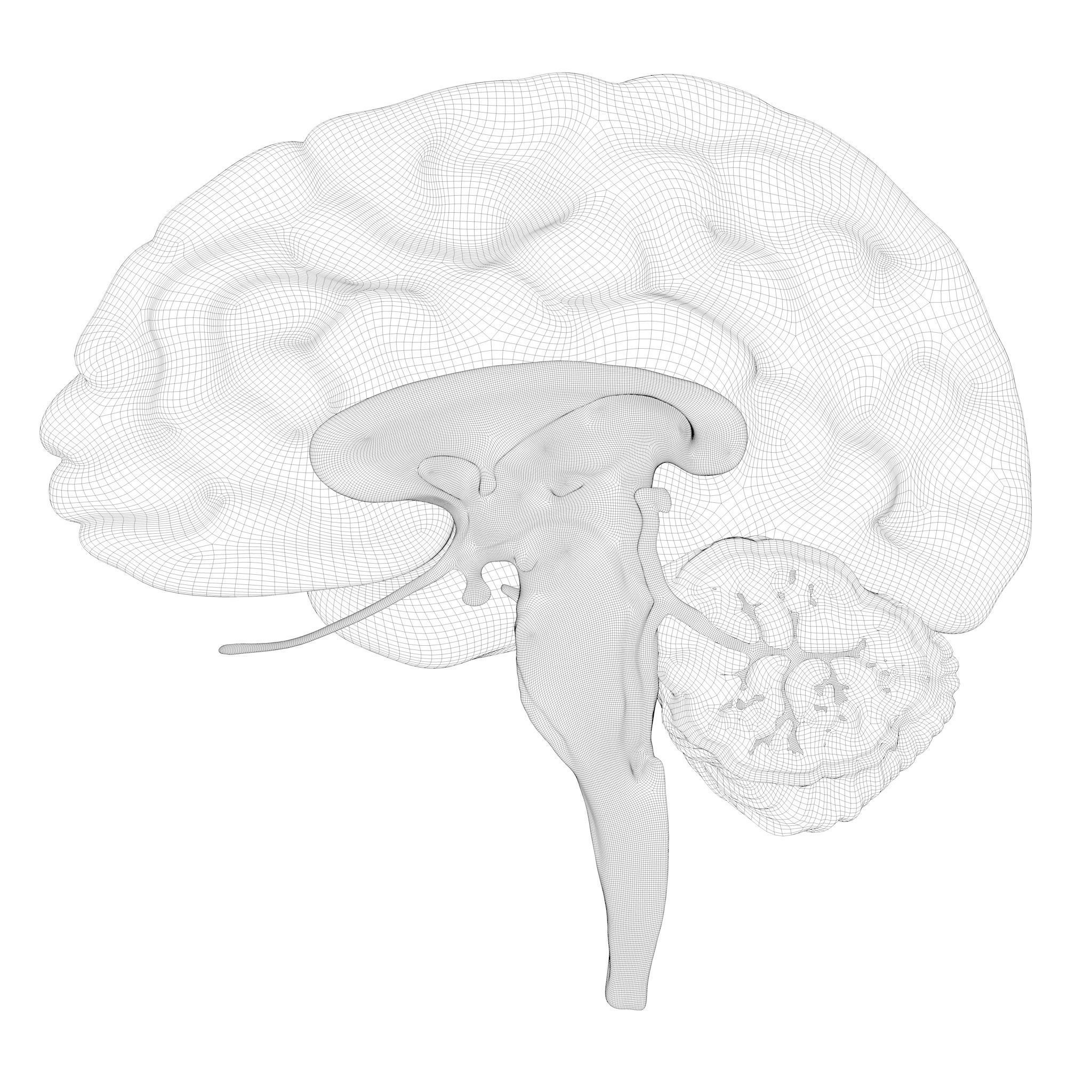 Human Brain Cross Section Anatomy  3D model_8
