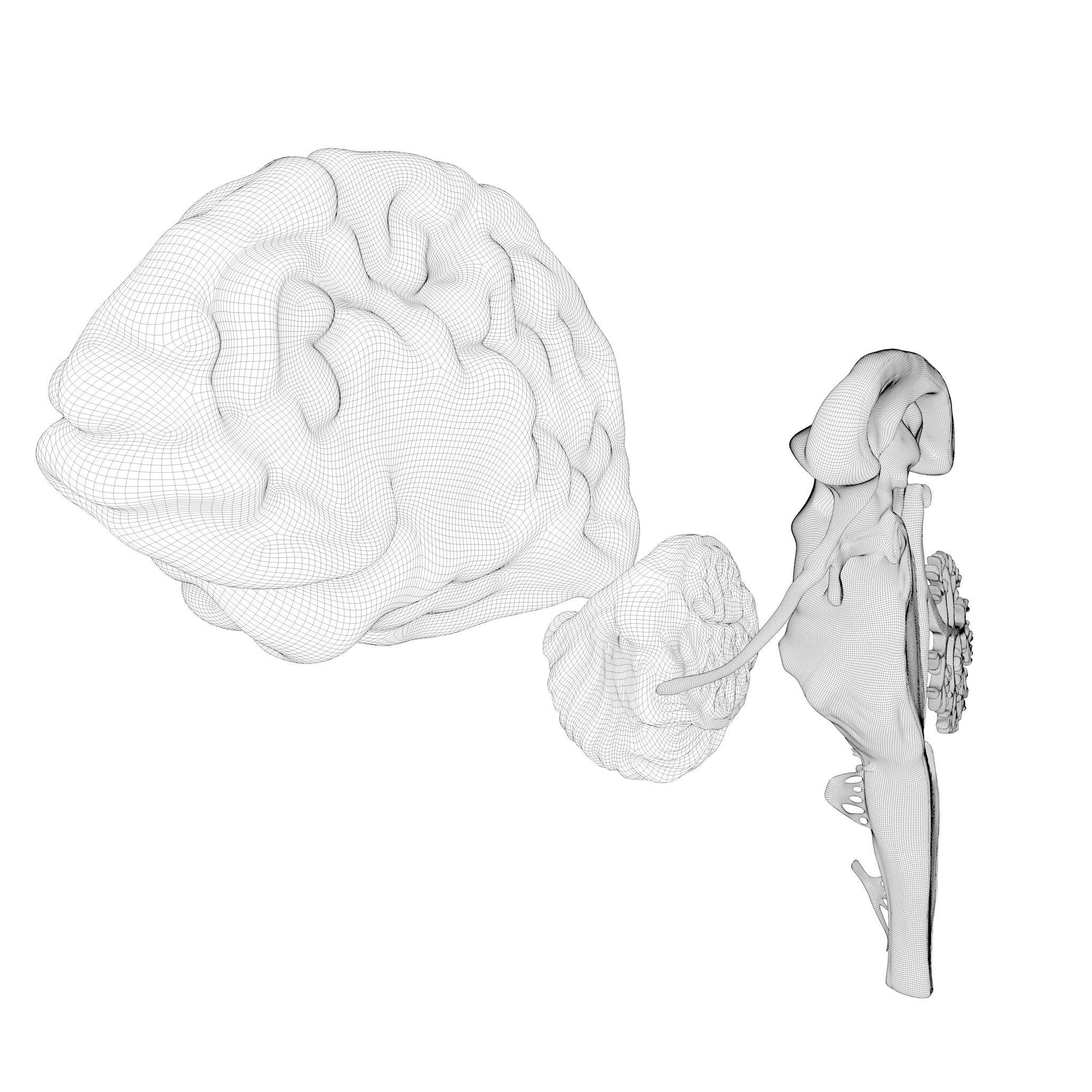 Human Brain Cross Section Anatomy  3D model_12