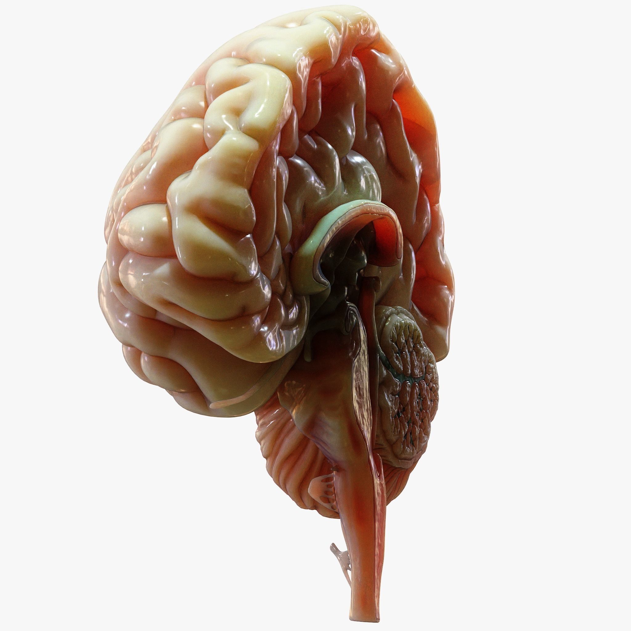 Human Brain Cross Section Anatomy  3D model_3