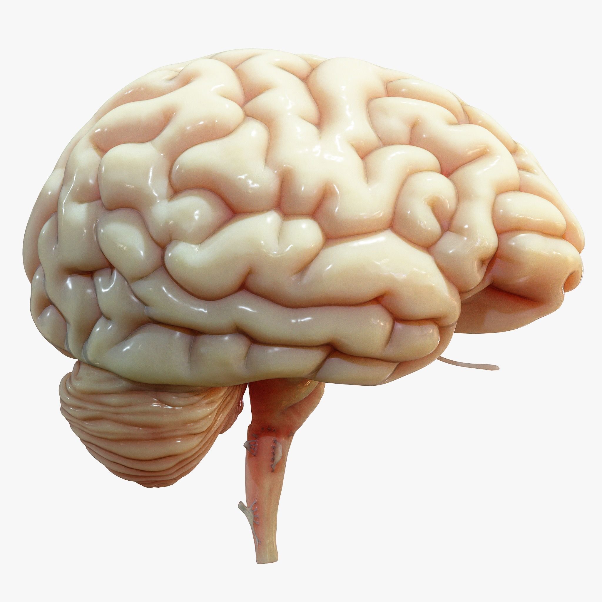 Human Brain Cross Section Anatomy  3D model_1