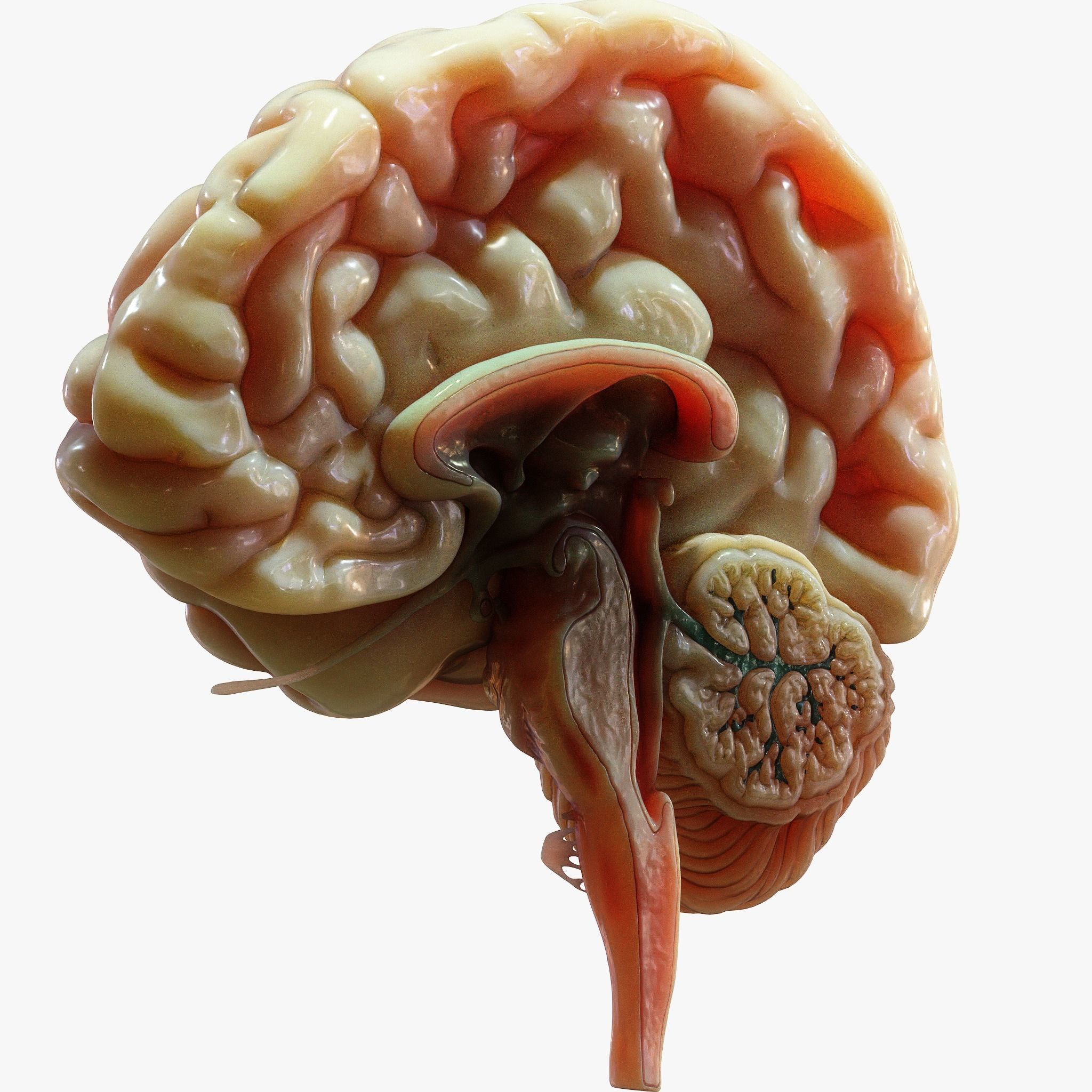 Human Brain Cross Section Anatomy  3D model_2