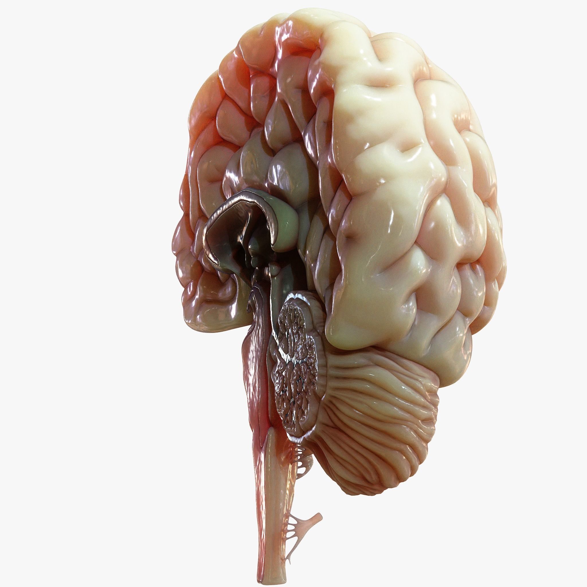 Human Brain Cross Section Anatomy  3D model_4