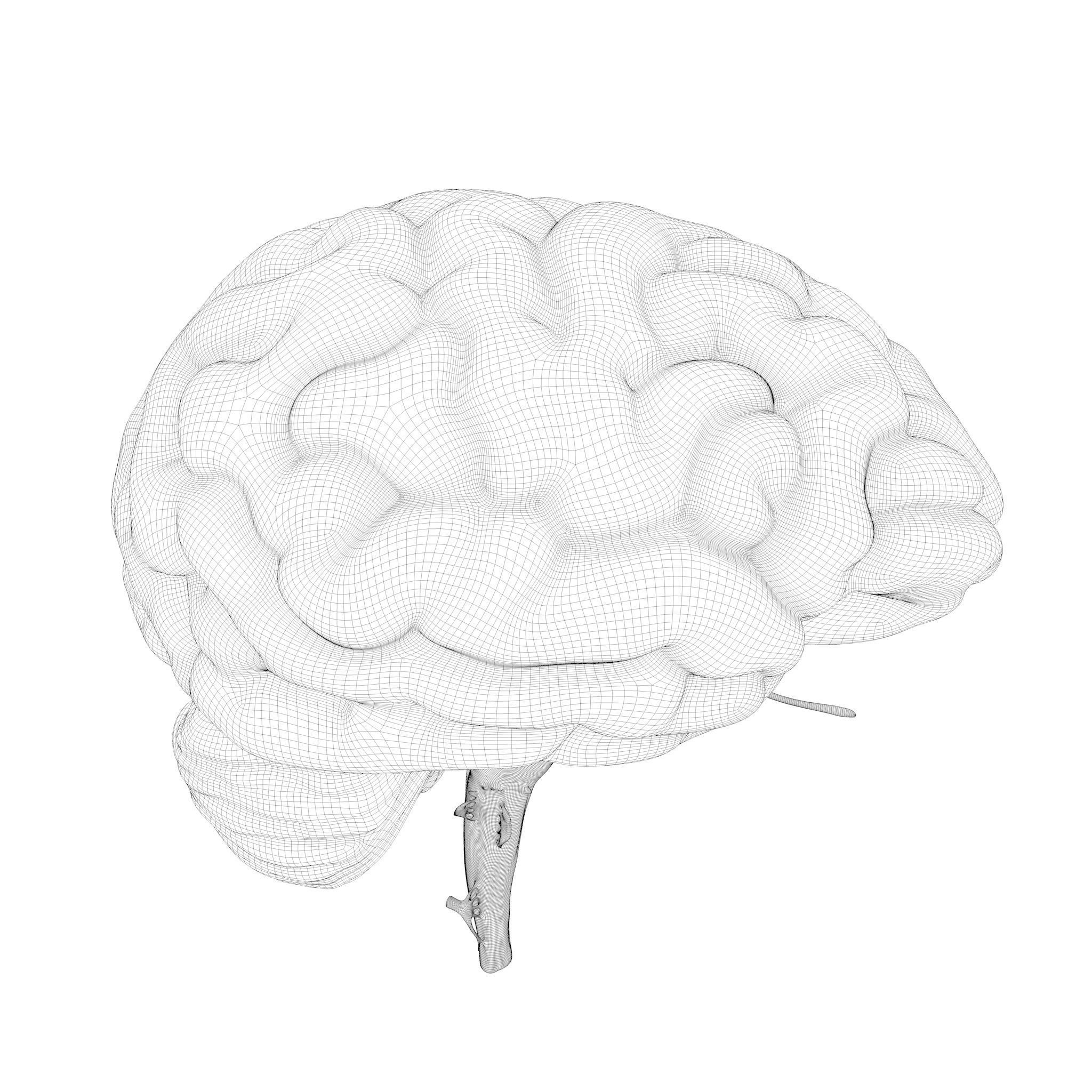 Human Brain Cross Section Anatomy  3D model_9