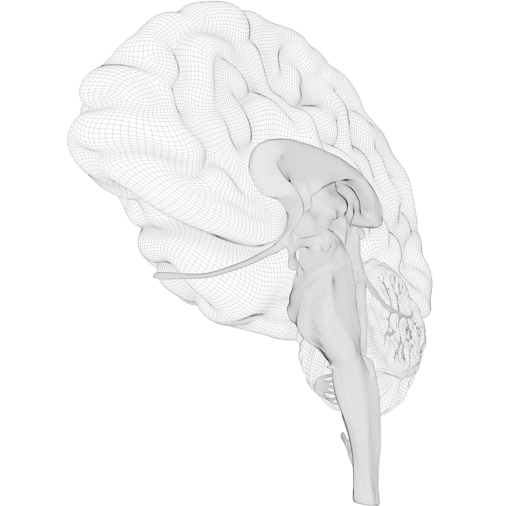 Human Brain Cross Section Anatomy  3D model_11