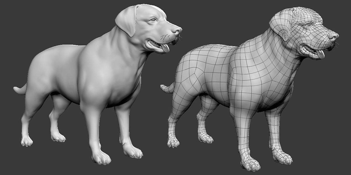 Labrador Dog 3D model_3