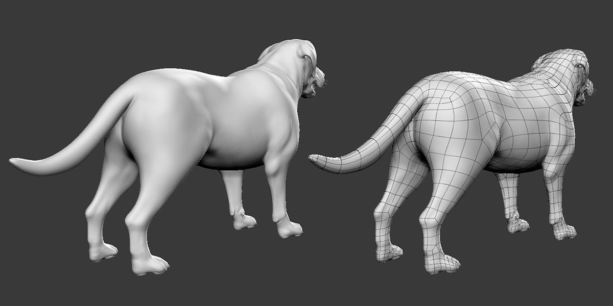 Labrador Dog 3D model_4