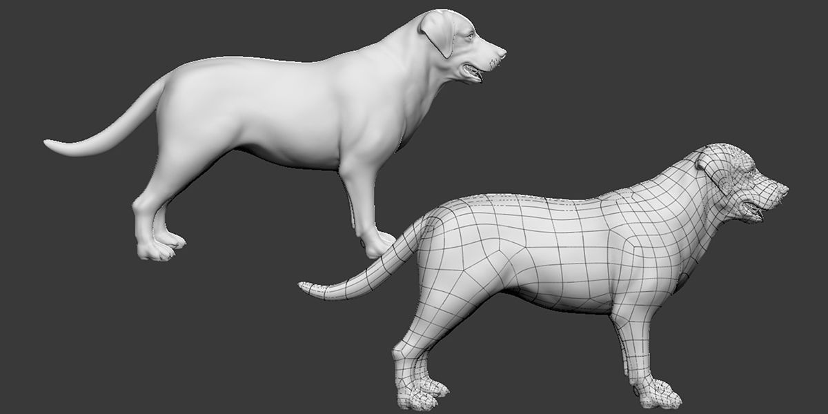 Labrador Dog 3D model_5