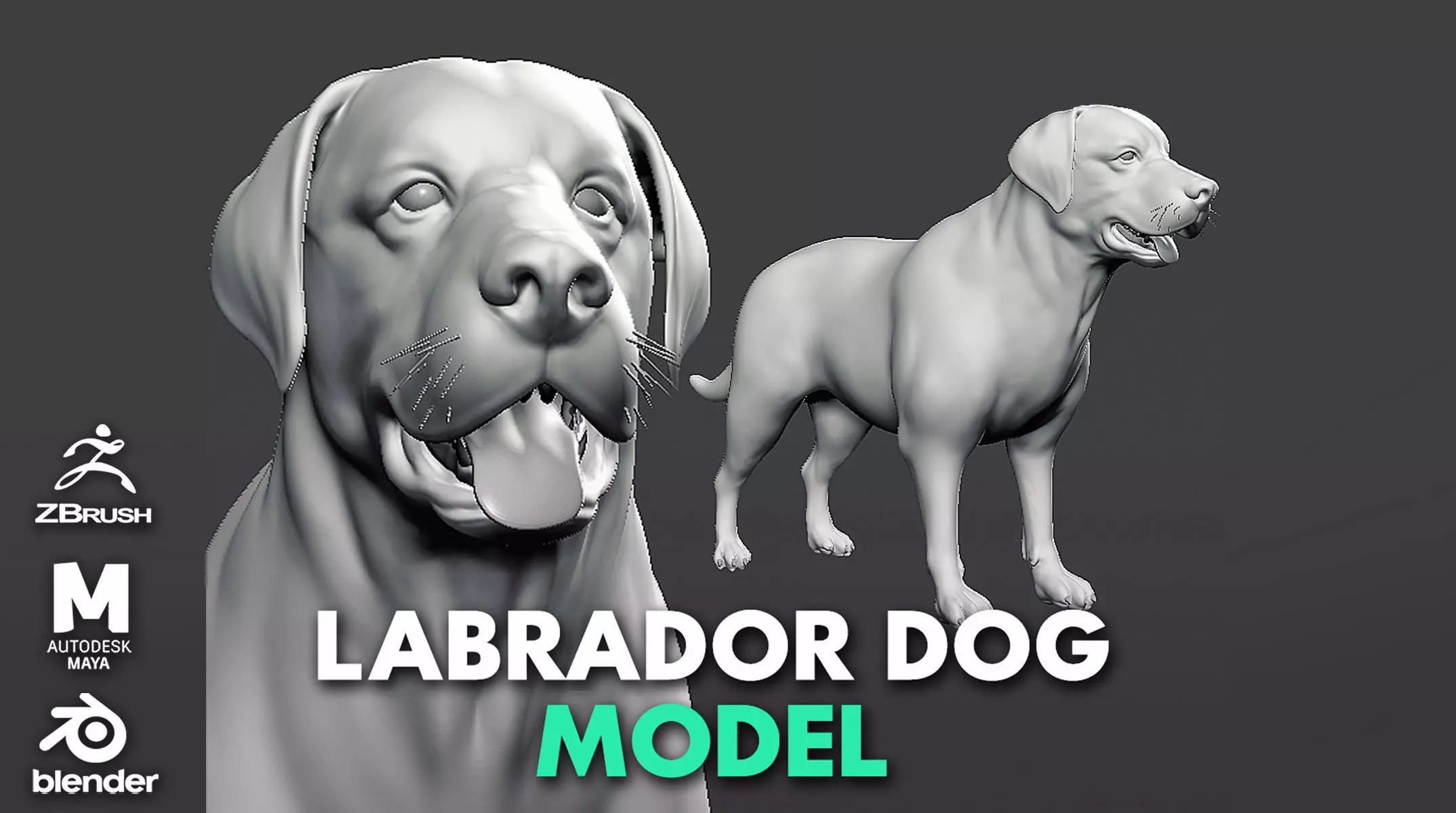 Labrador Dog 3D model_0