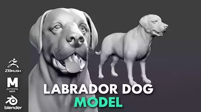 Labrador Dog 3D model
