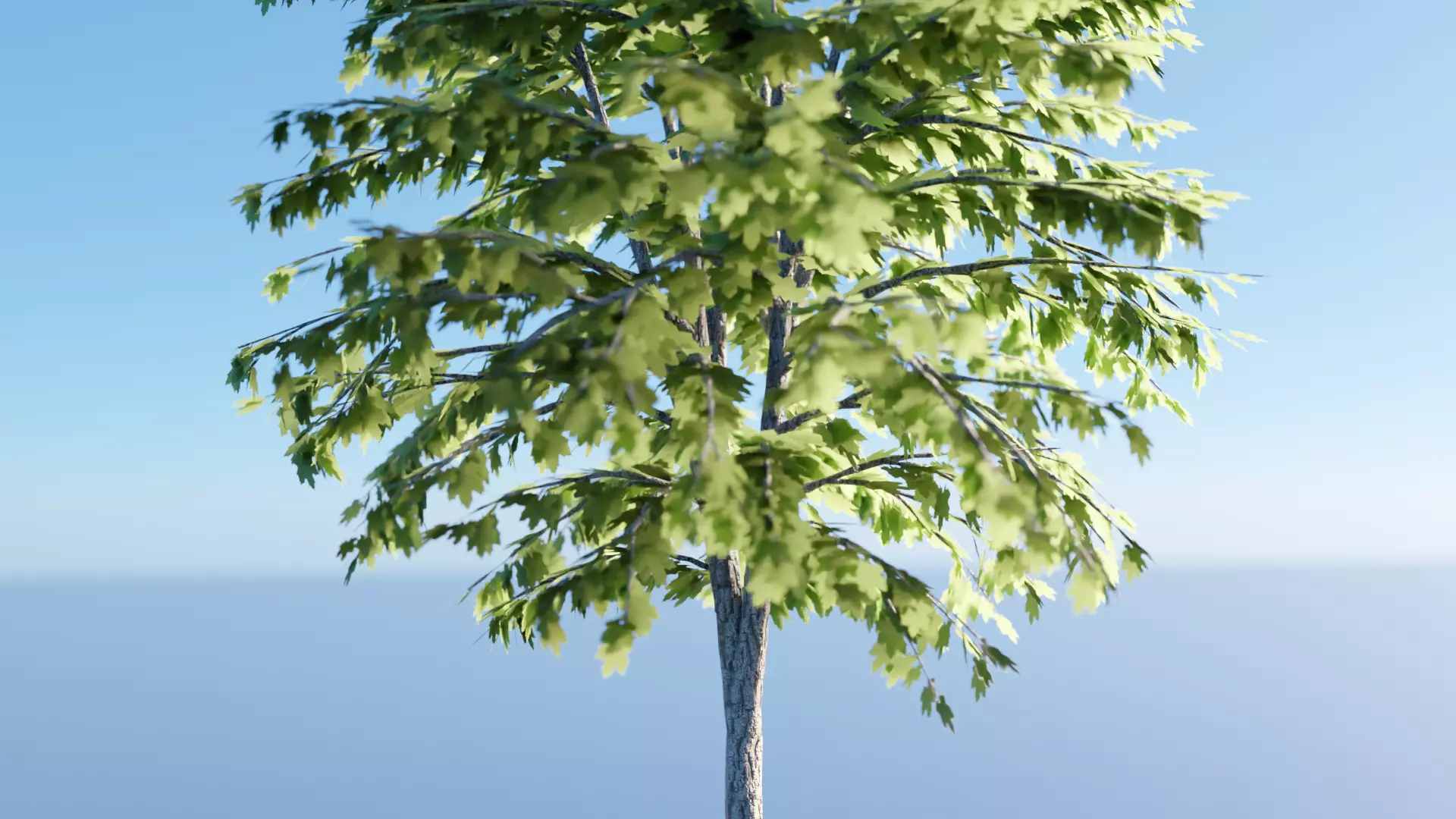 Green Maple Tree Rendering 3D model Green Maple Tree realistic 3D model VR / AR / low-poly | CGTrader