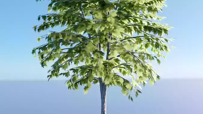 Green Maple Tree realistic 3D model Low-poly 3D model