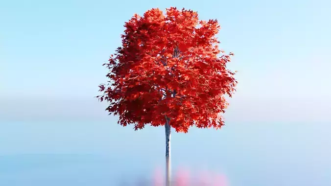 Red Maple Tree Realistic 3D model
