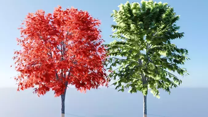 Maple Tree Pack - Realistic Tree 3d Model Low-poly 3D model