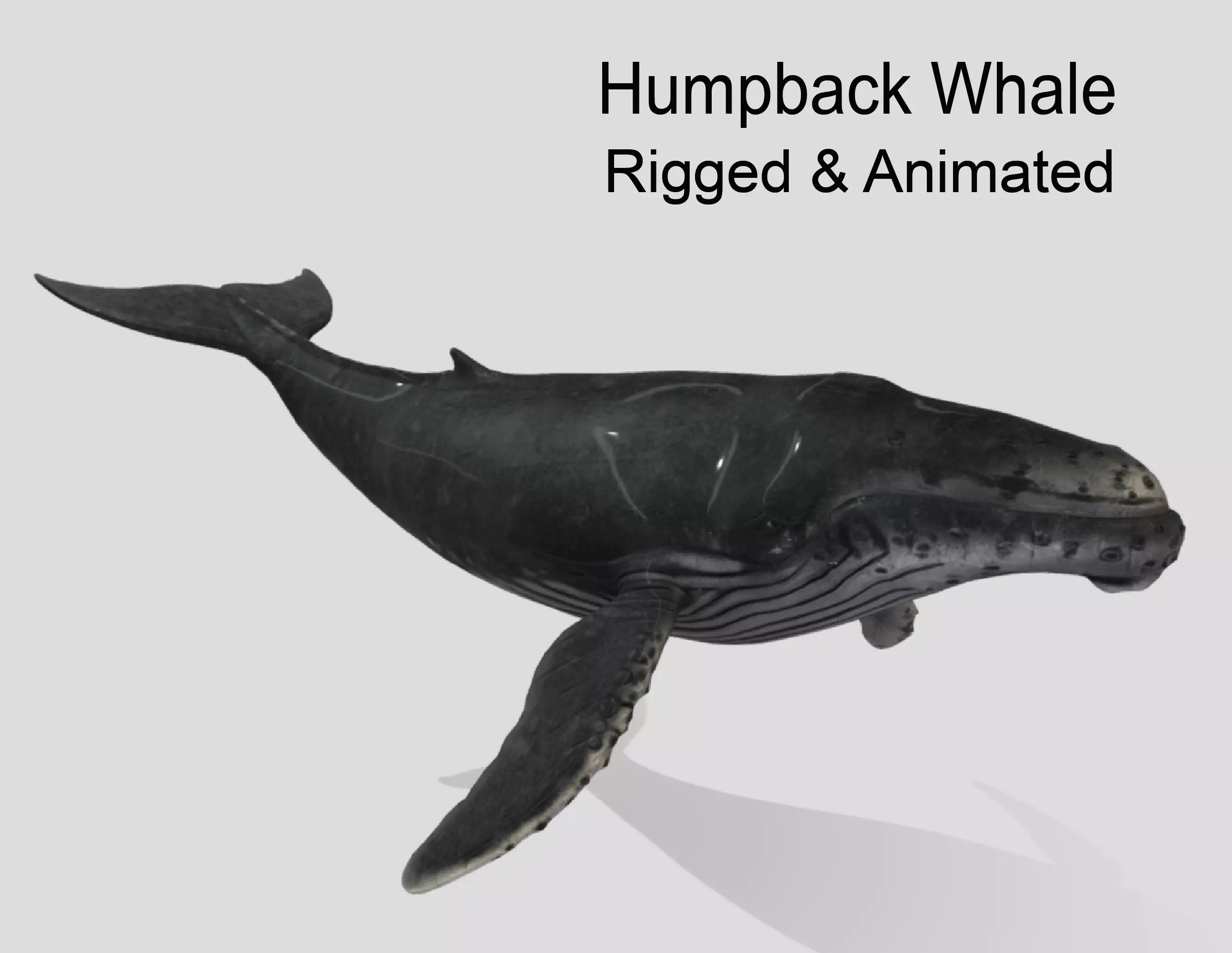 Humpback Whale Animated Low-poly 3D model