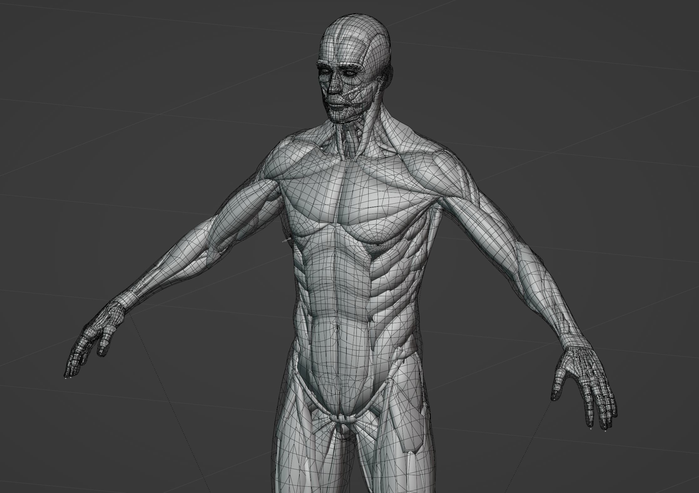Anatomy 3D model_35