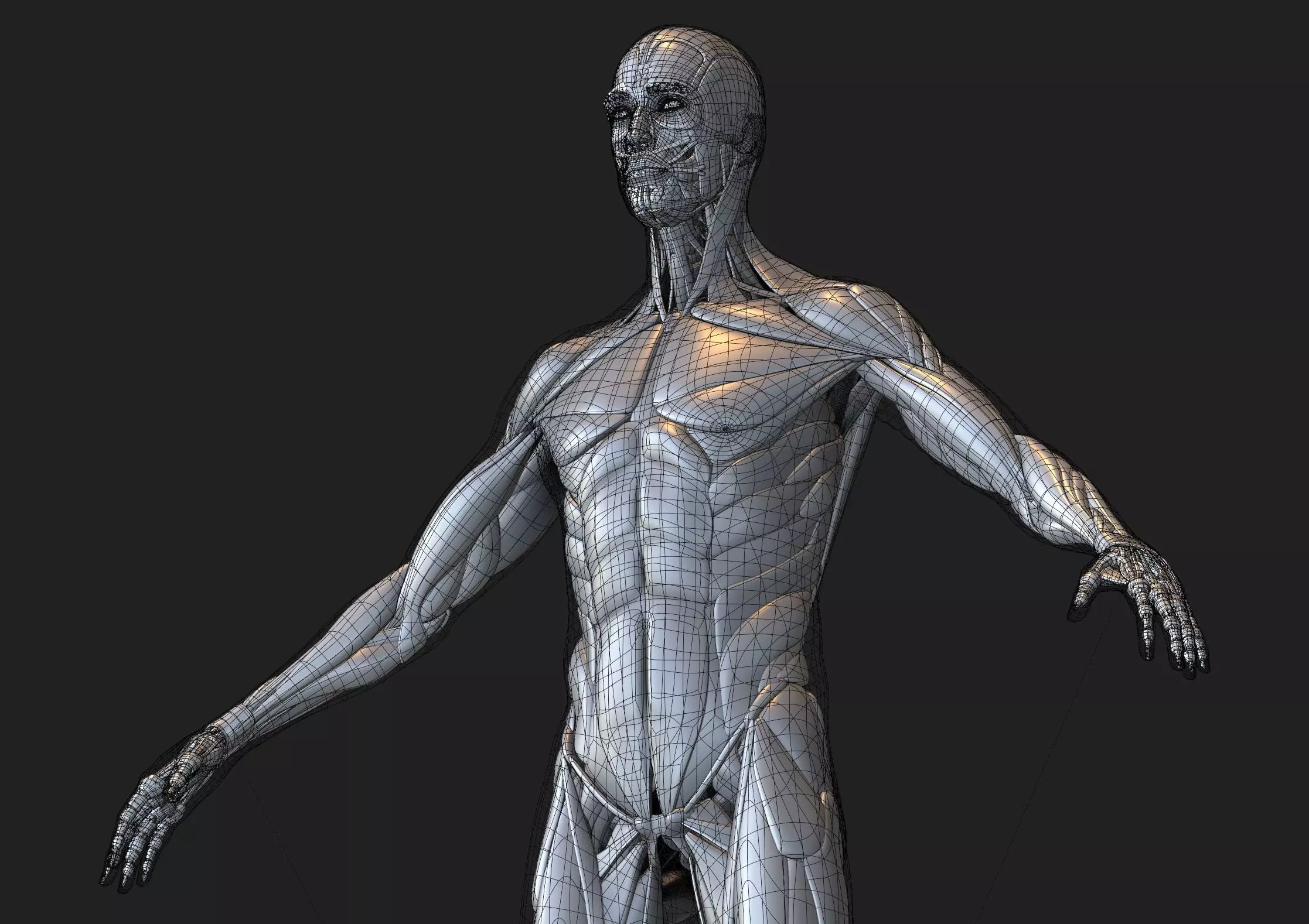 Anatomy 3D model_0