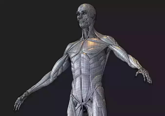 Anatomy 3D model