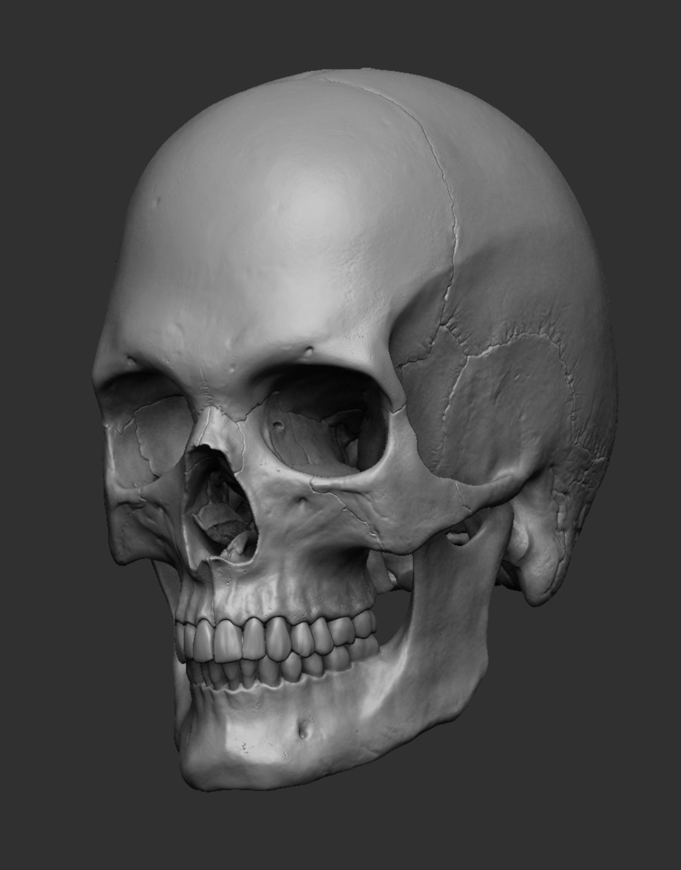 Anatomy 3D model_21