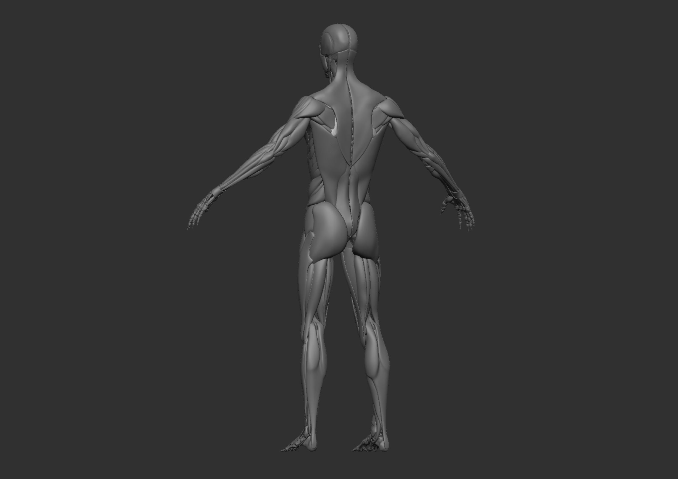 Anatomy 3D model_20