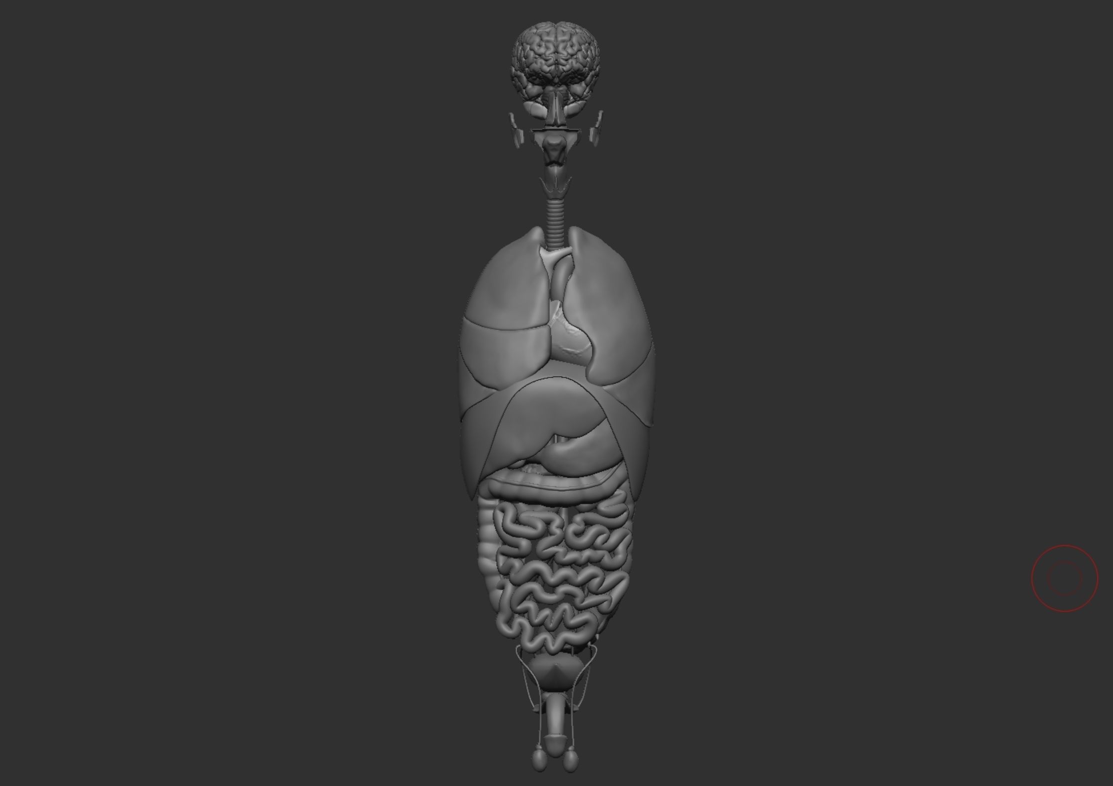 Anatomy 3D model_8