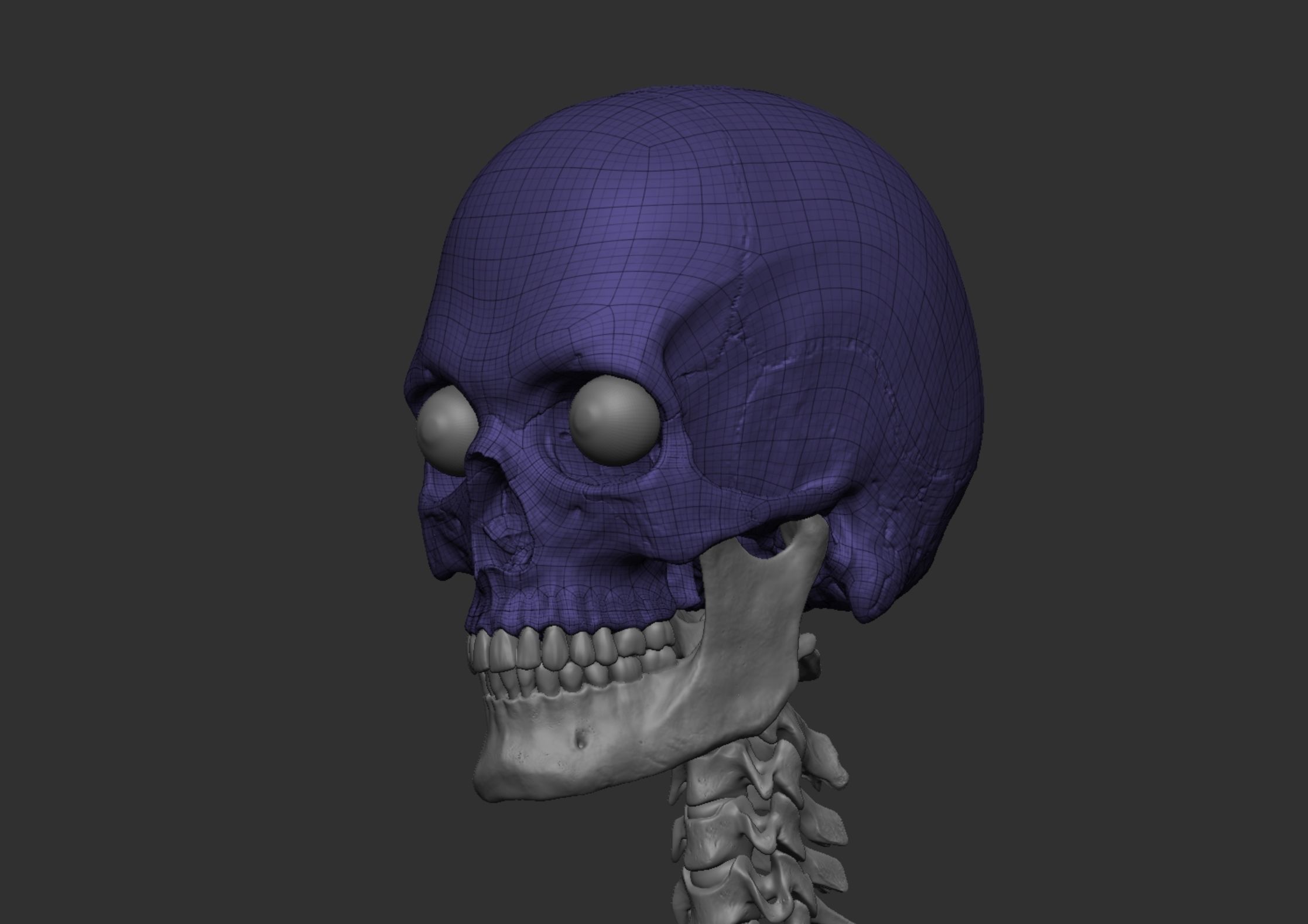 Anatomy 3D model_11