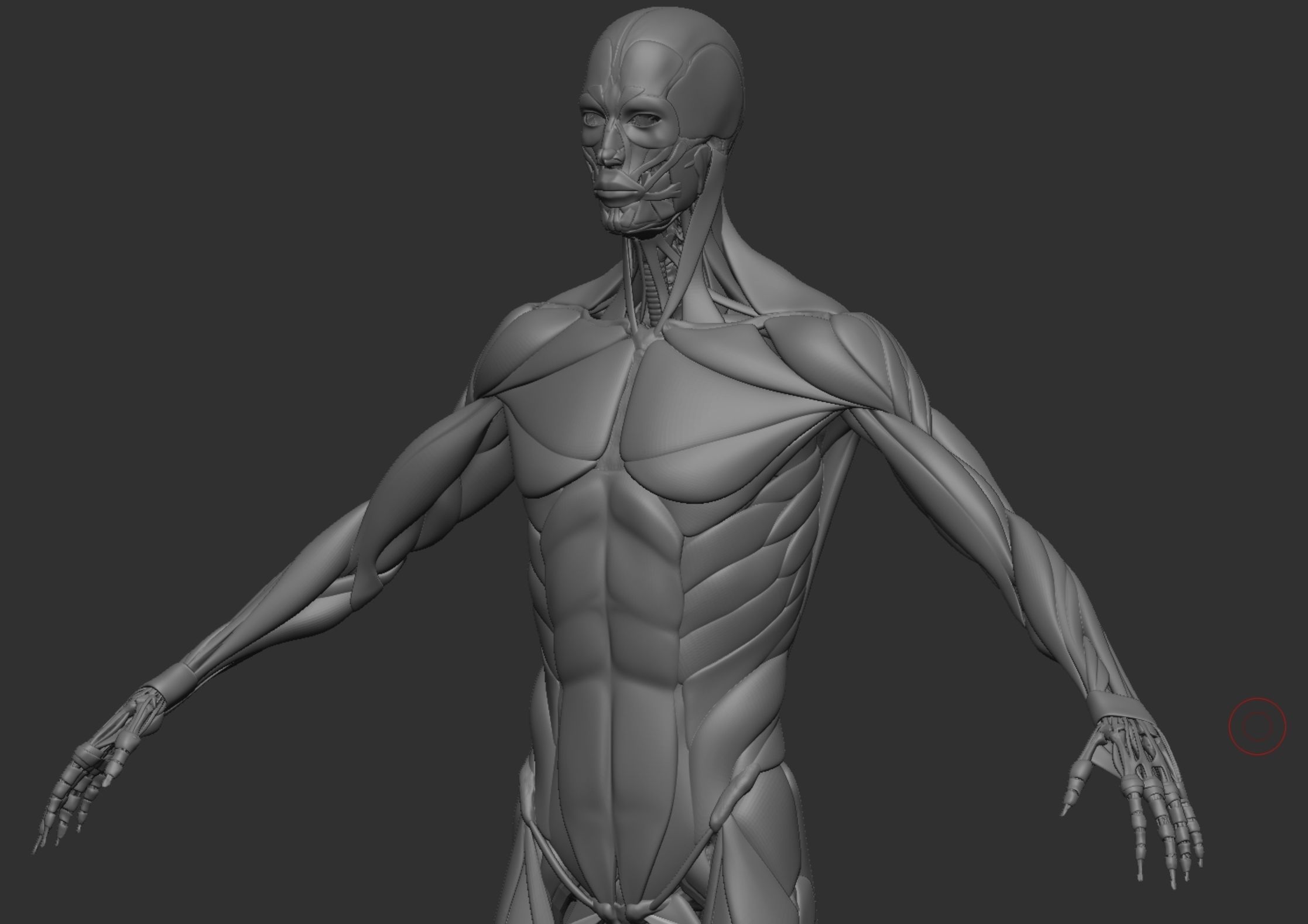 Anatomy 3D model_19