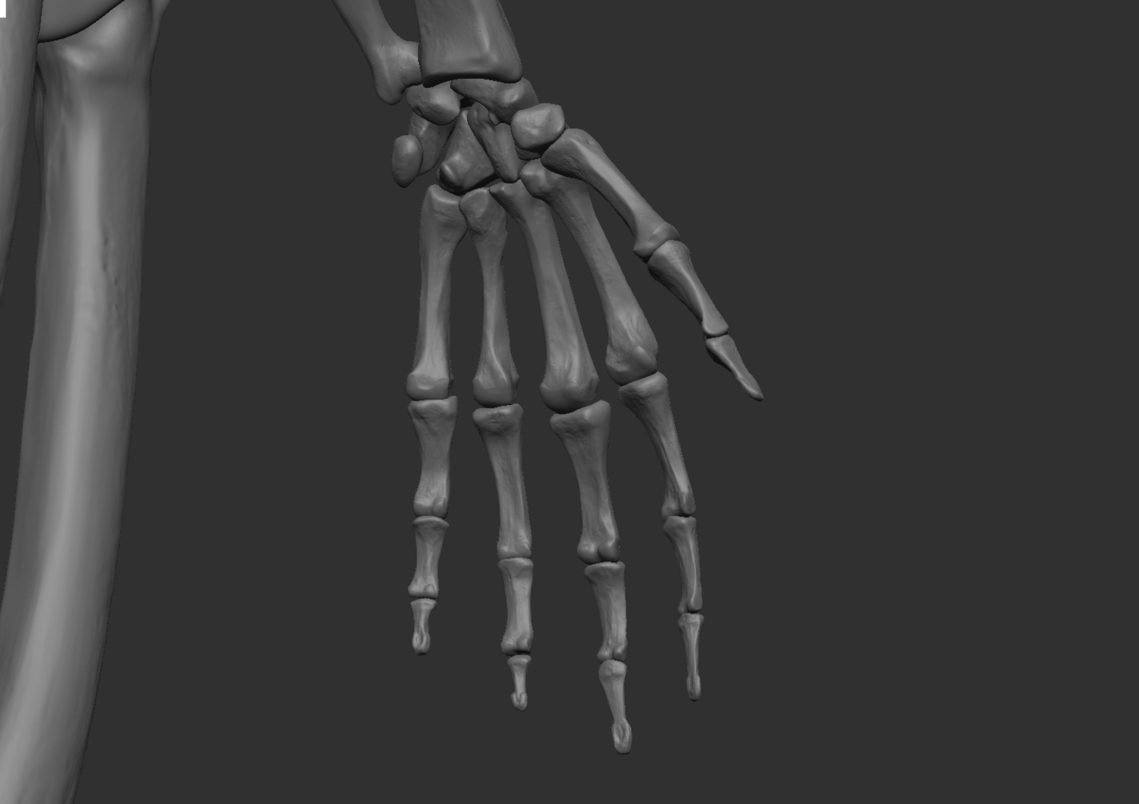 Anatomy 3D model_27